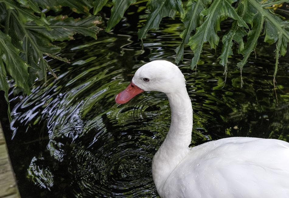 Water Bird Animal