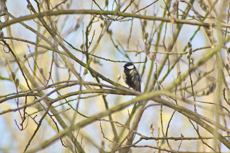 Chickadee Spring Bird