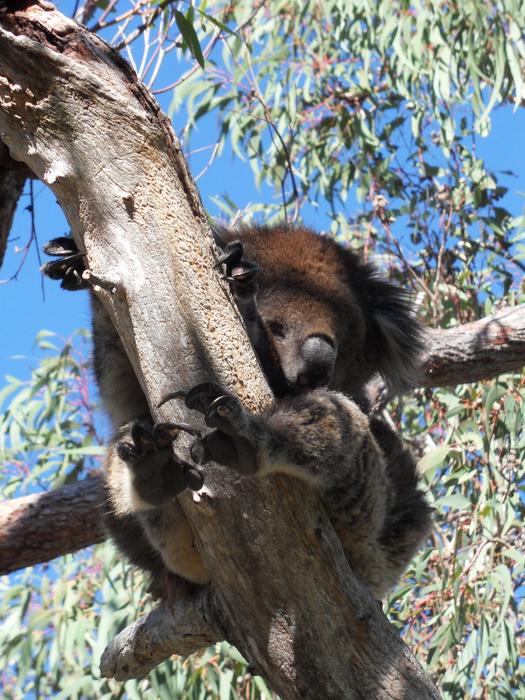 Koala Lazy Eucalyptus