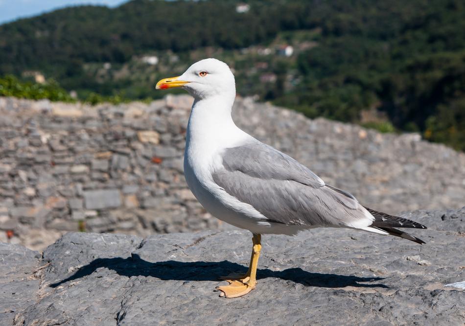 Seagull water Bird On coast