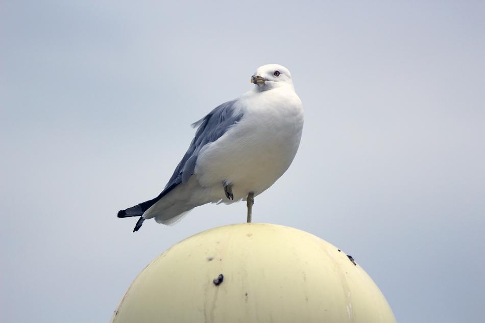white bird on a balloon