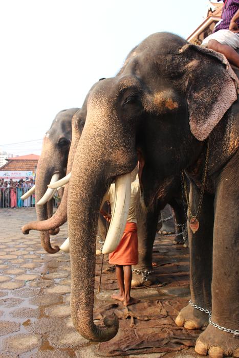 Elephant Festival Hindu
