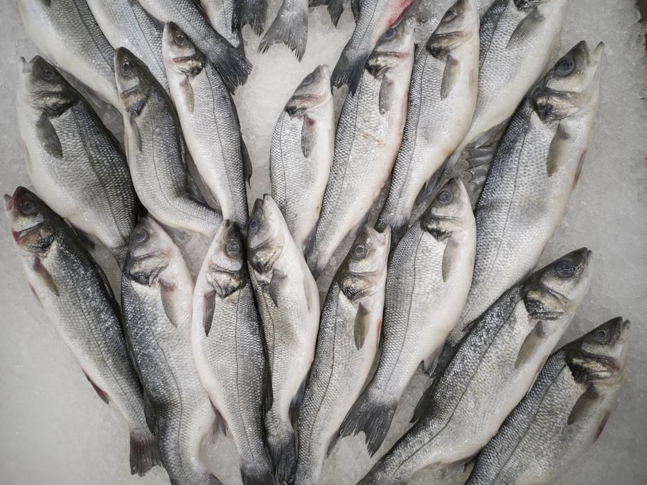 catch of tasty fish