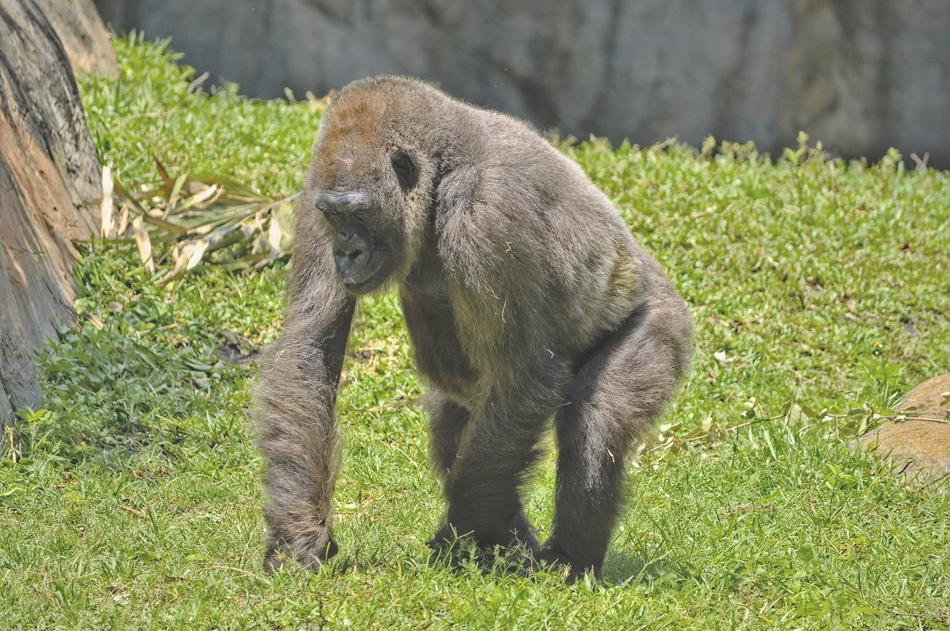 Gorilla Mammal Animal