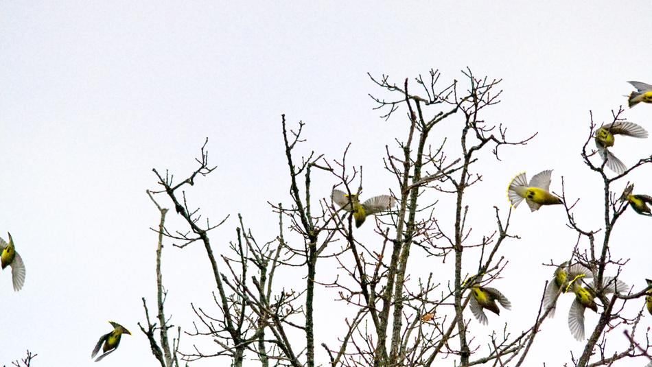 Cedar Waxwing Bird