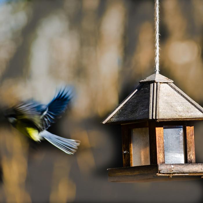 Bird Tit Blue