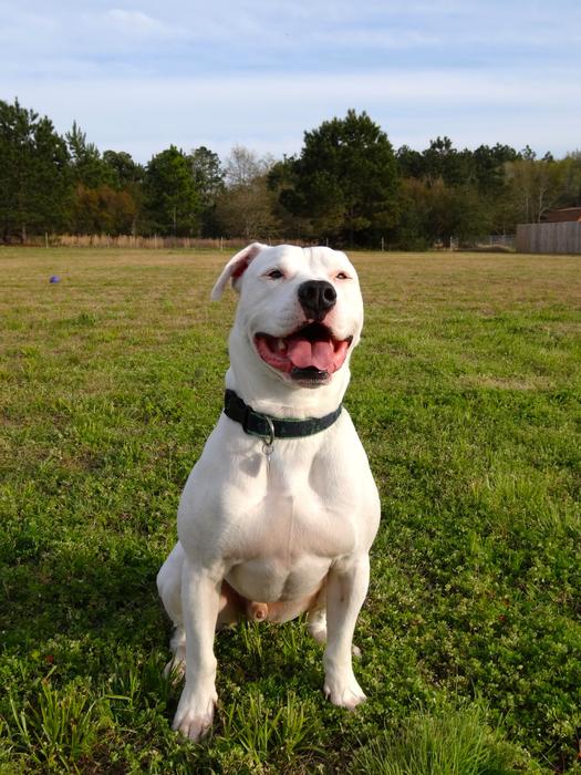 American Bulldog Pitbull Animal