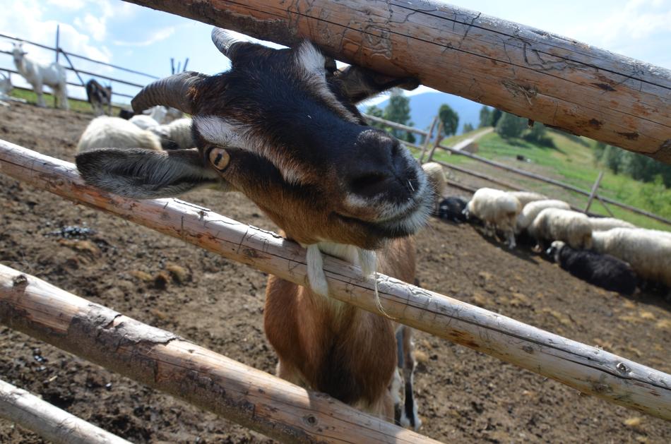 Goat Animal