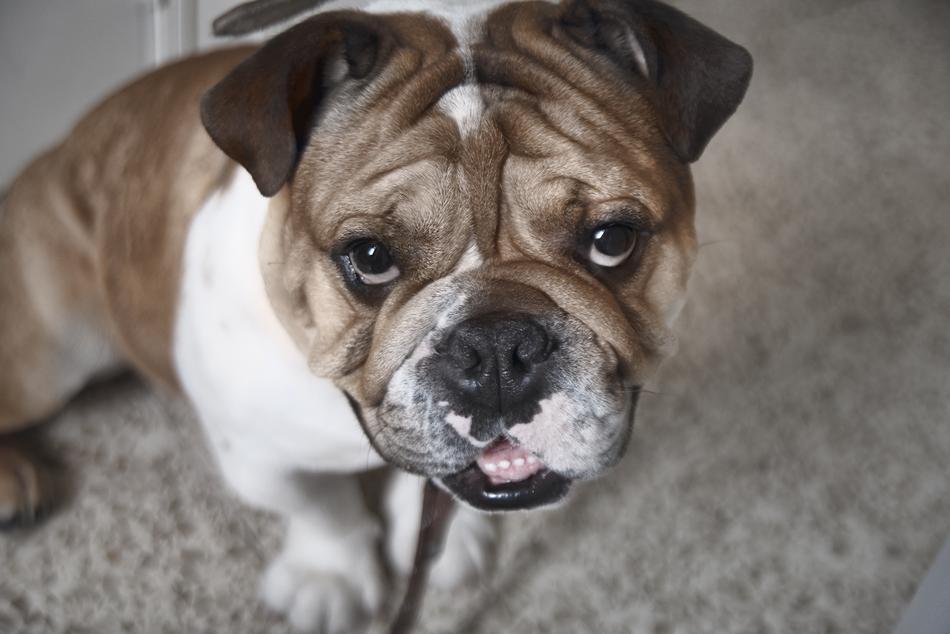 Bulldog Dog Animals