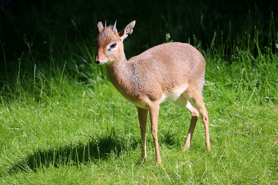 Animal Zoo Nature