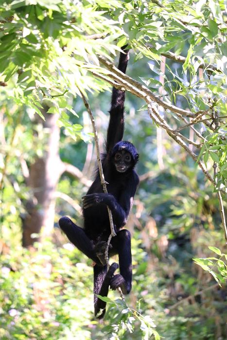black monkey in the trees in the forest
