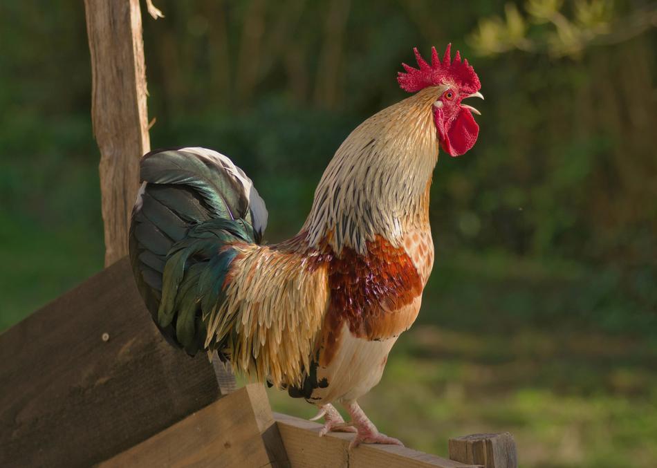 Cock Bird Plumage