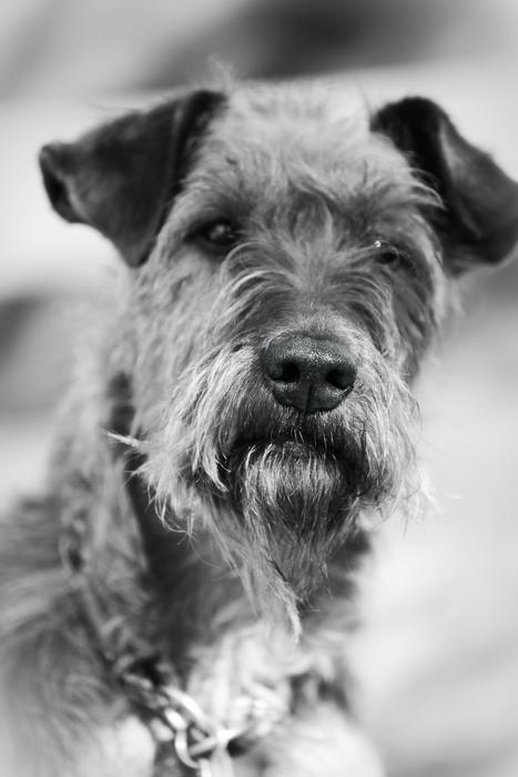 Dog Irish Terrier