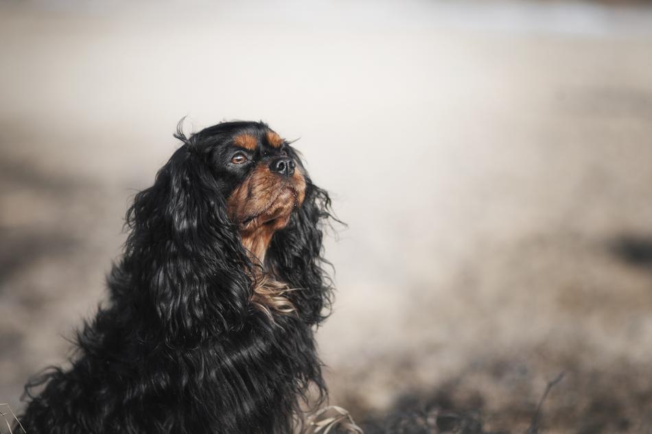 Dog Spaniel Animal