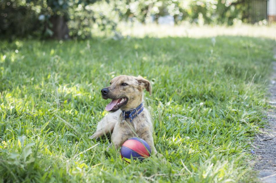 pet Dog on Field