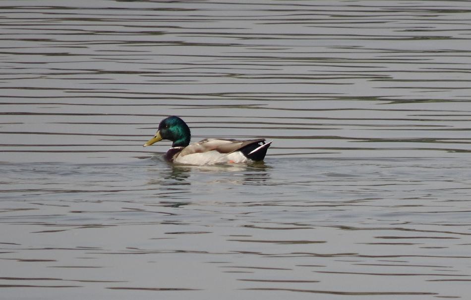 Bird Duck Mallard Anas
