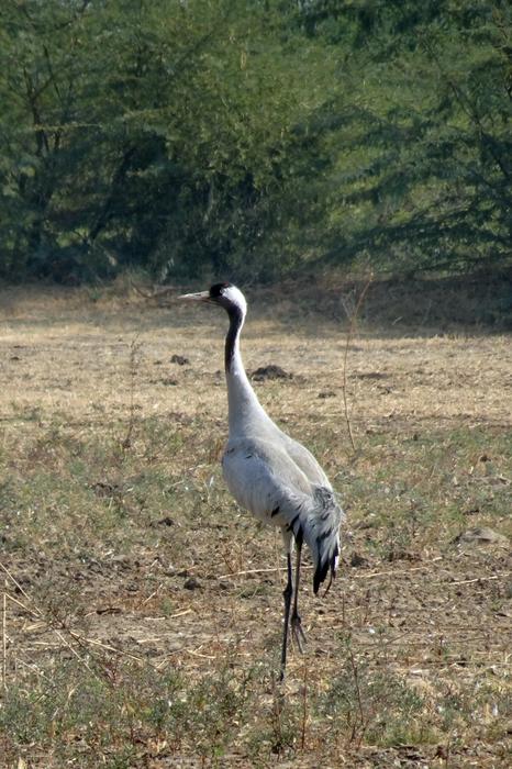 Common Crane Grus Eurasian