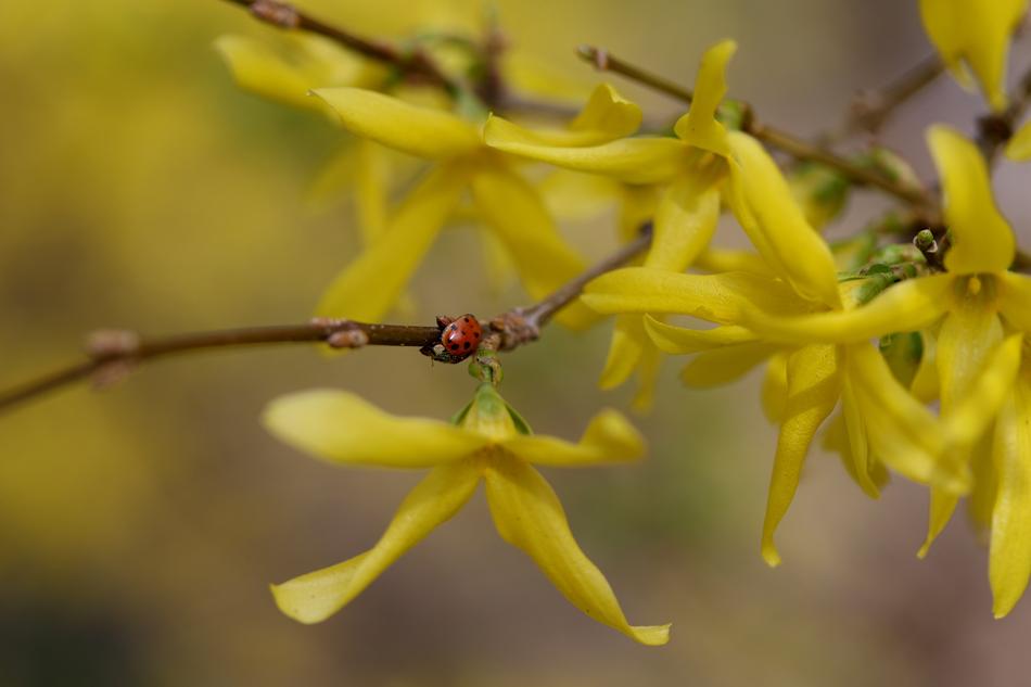 yellow flowers background is beautiful