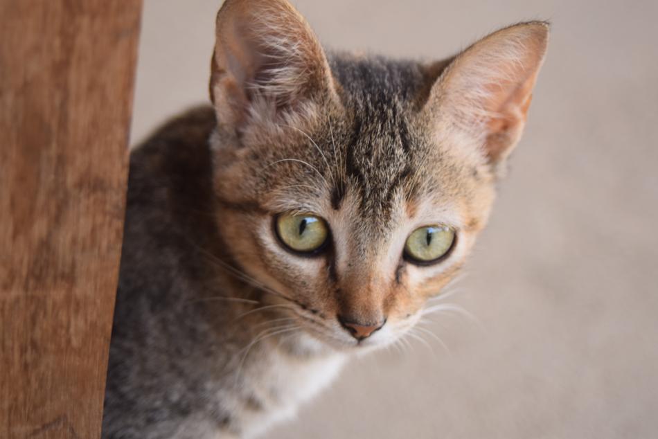 Gata Domestic Animals Cat