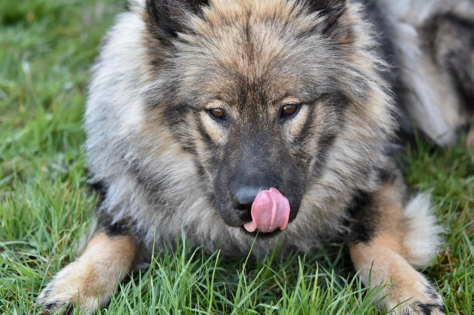 Dog Eurasier Female