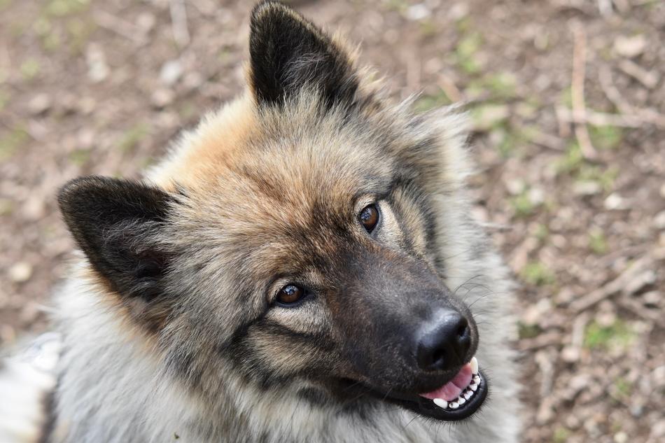 Dog Eurasier Female