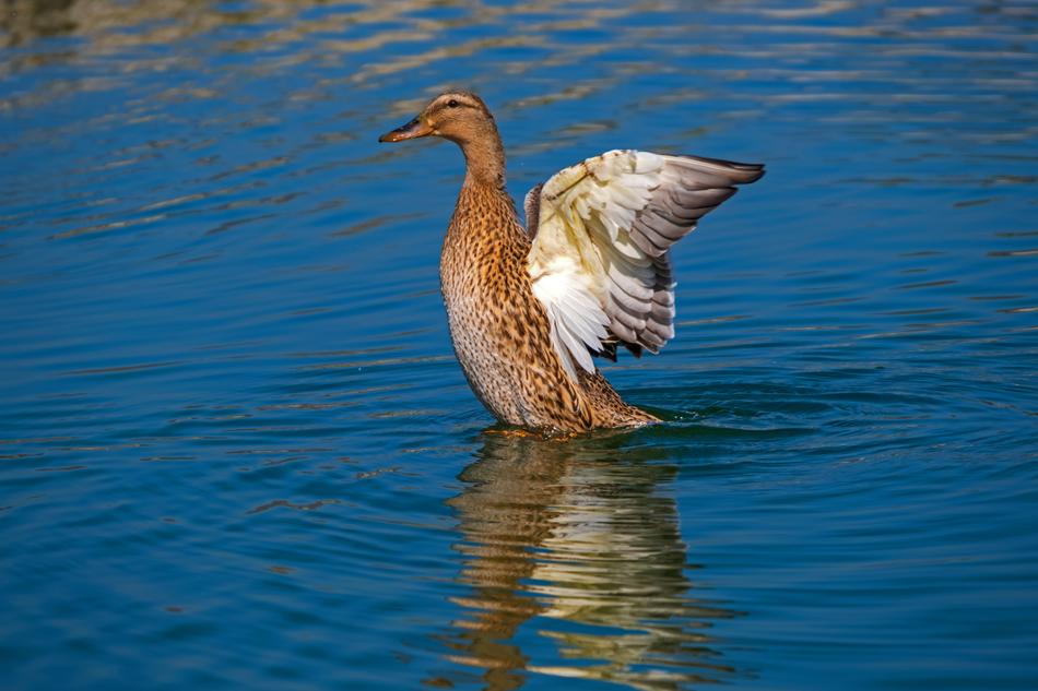 Duck Animal Water