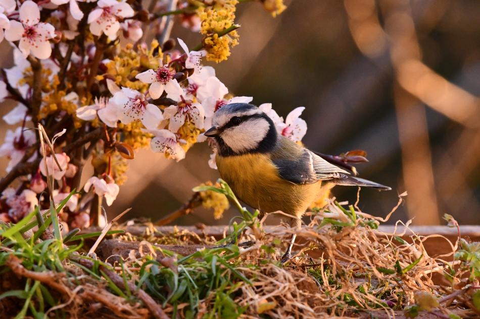 autumn landscape with a small bird