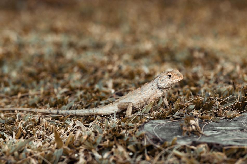 Iguana Animal Top