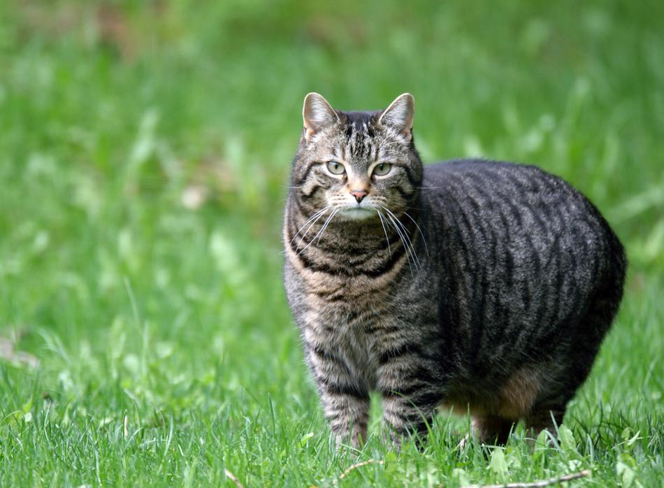 Cat Domestic Tabby