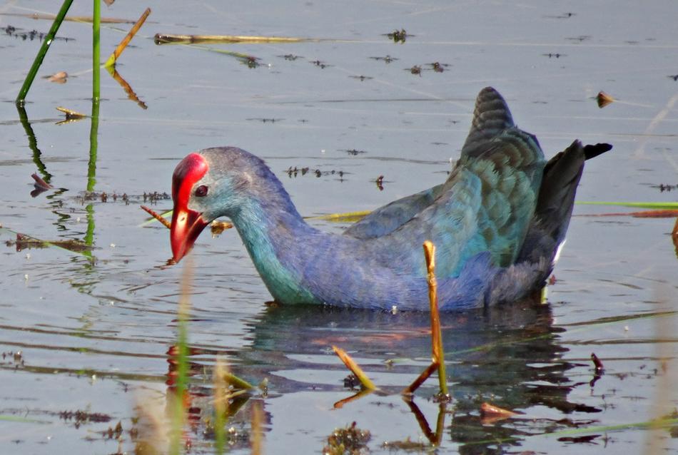 Bird Purple Swamphen