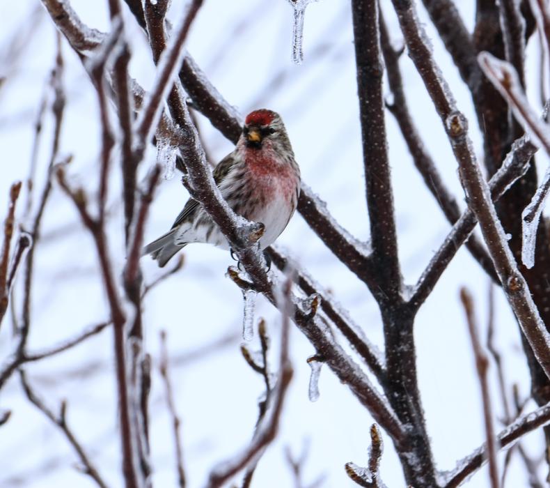 Redpoll Bird in Winter