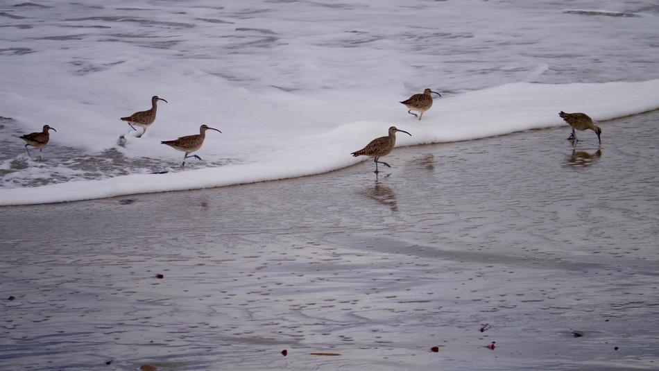 Shorebird Wildlife Bird