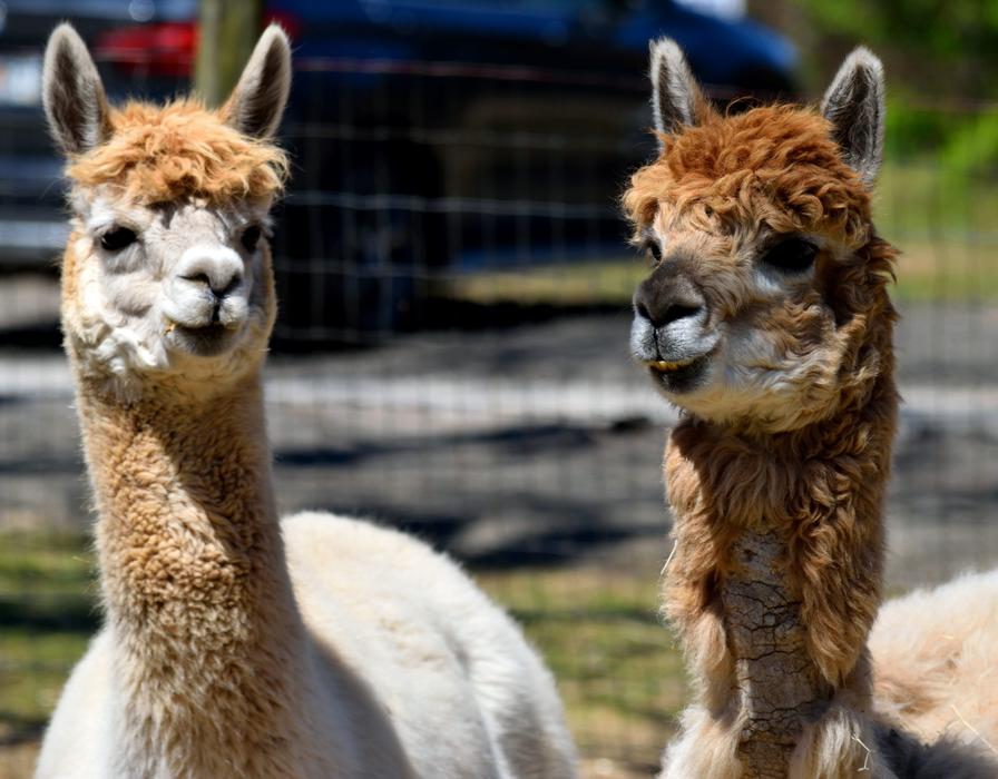 Alpacas Animal Cute Alpaca