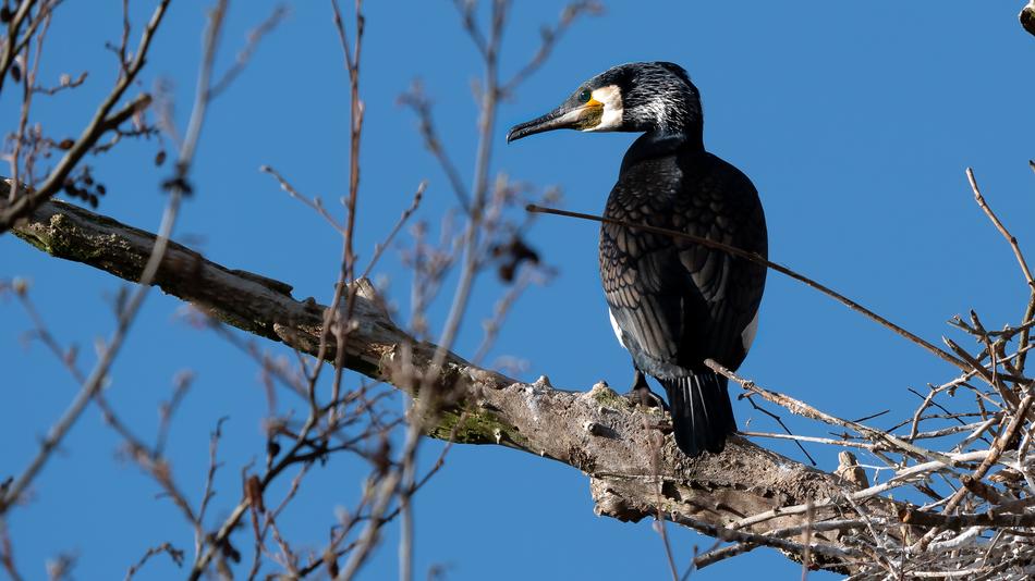 Great Cormorant Phalacrocorax