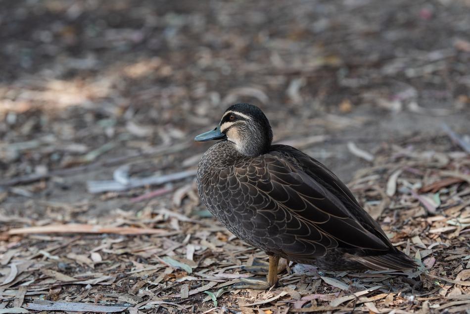 Pacific Black Duck Bird Anas