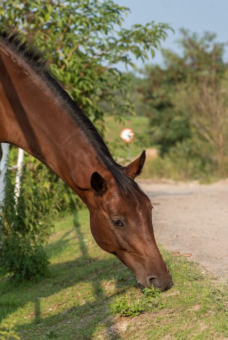 beautiful young horse