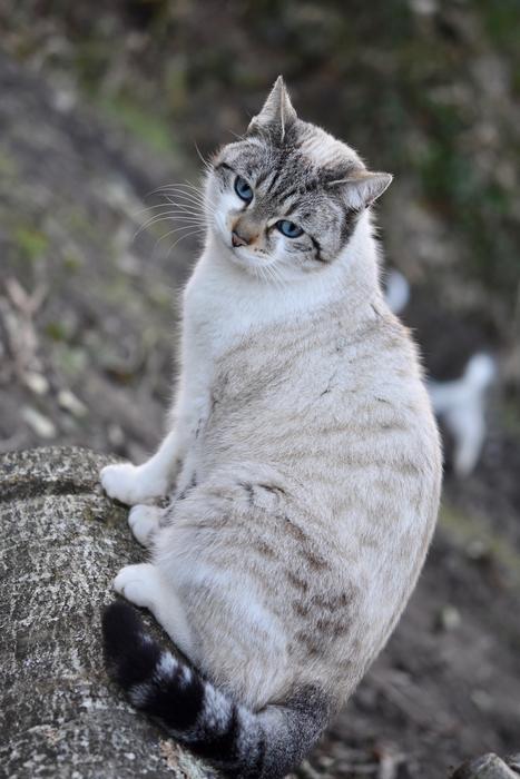 Cat Pussy Nala Portrait
