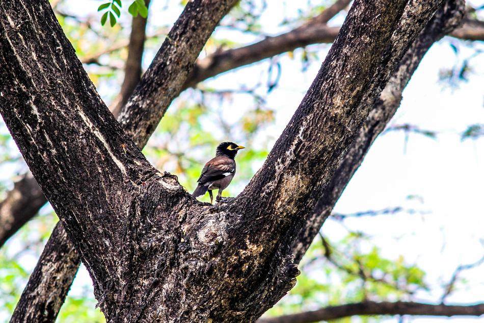 Bird Tree Myna