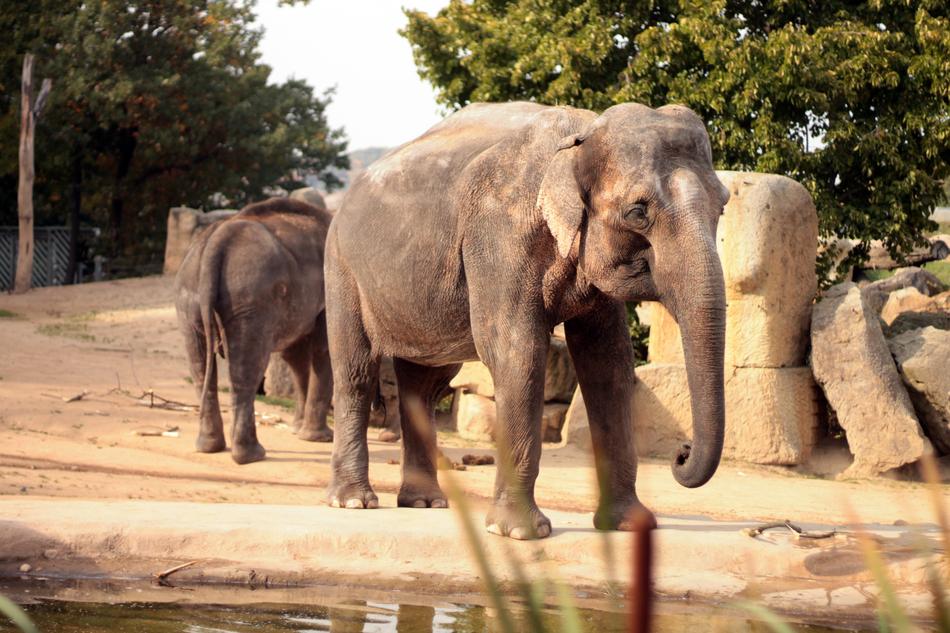 walking beautiful elephants