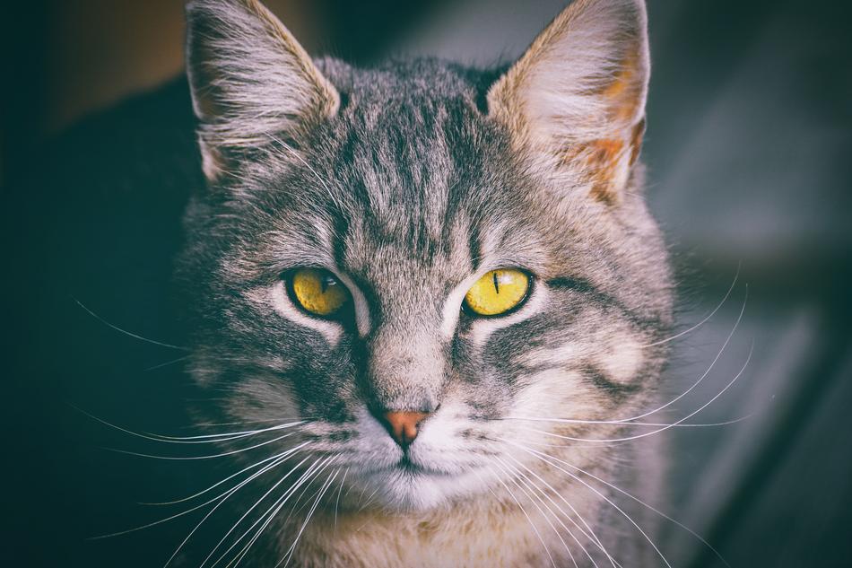 Cat Domestic Eyes