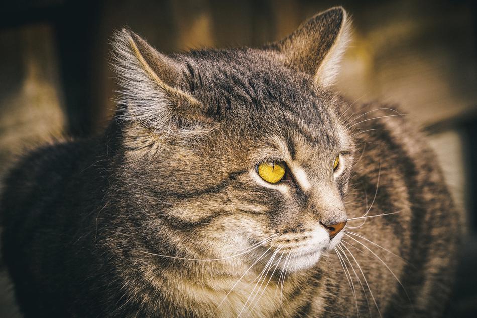 Cat Domestic Eyes
