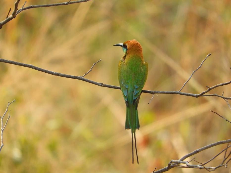 a little green bird on a branch
