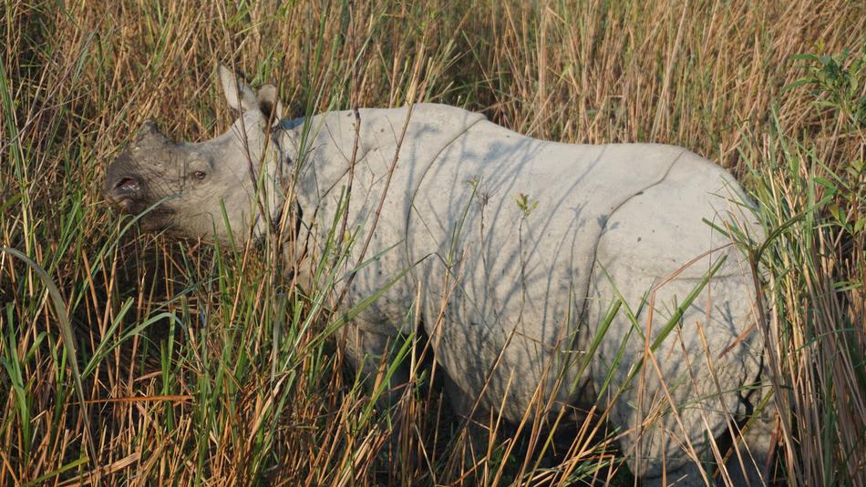 Rhino Rhinoceros India