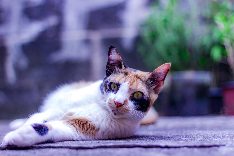 Cat Feline Animal