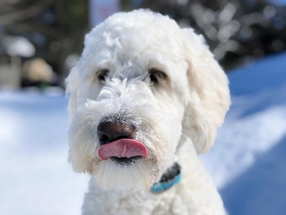 Dog Puppy Goldendoodle