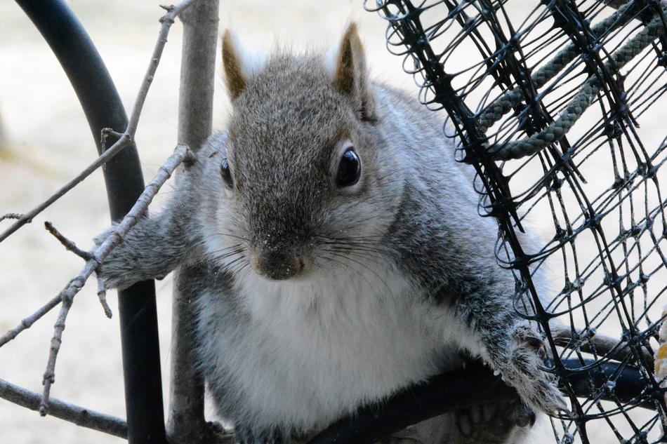 Squirrel Young Perched