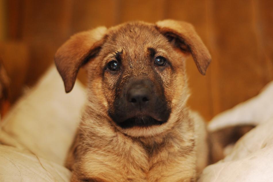 Dog Puppy Animals