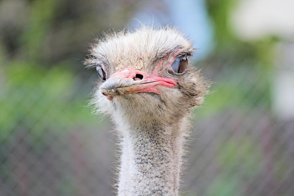 ostrich head close up