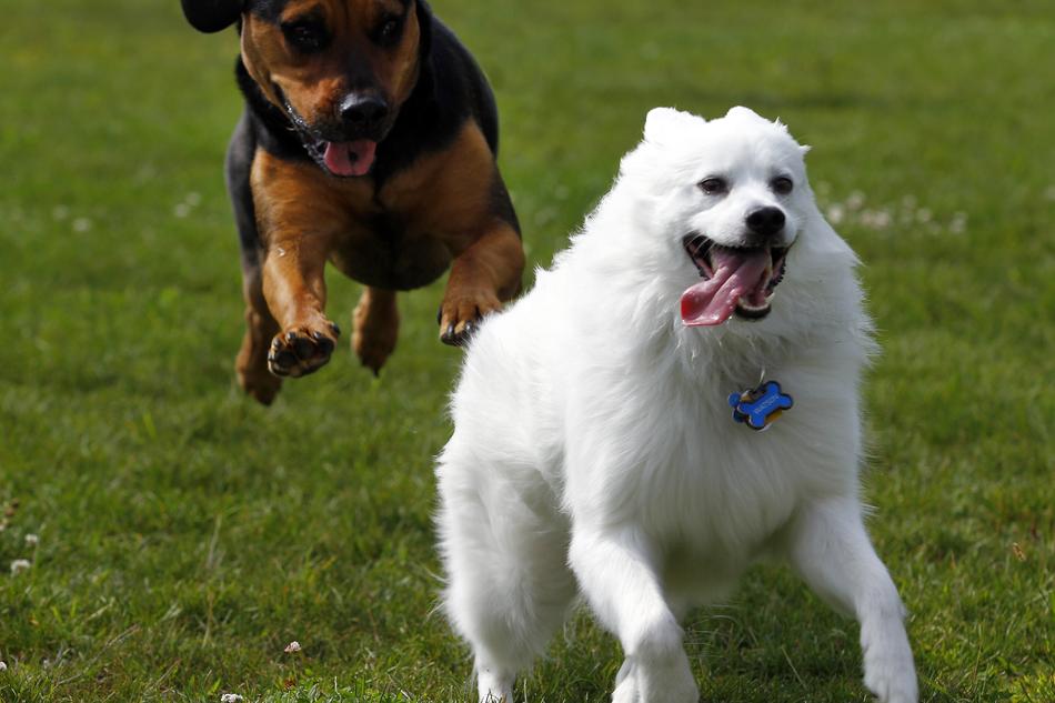 Dog American Eskimo Pet