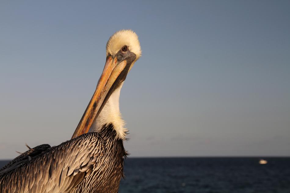 Pelican Bird Big